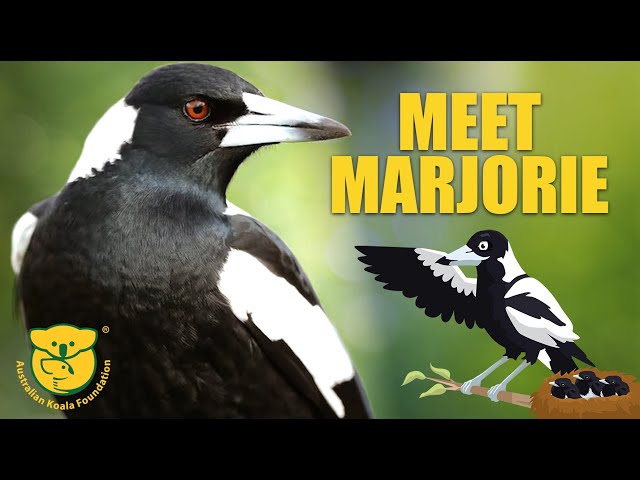 Introducing Marjorie the Magpie