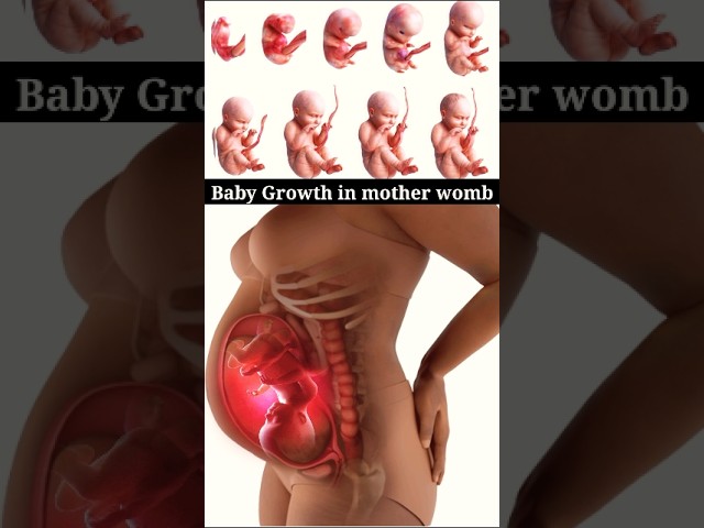 Baby growth in mother womb |#babygrowth #shorts #pregancy #viralvideo #medical #nursingking