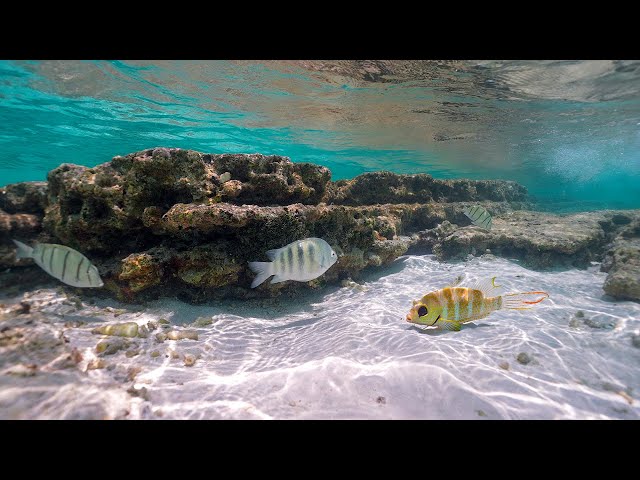 Maldives Underwater 4K. Ocean Sounds, Coral Reefs and Sea Animals