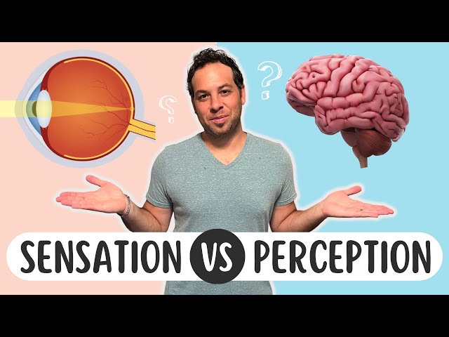 Sensation vs. Perception: What's the Difference?