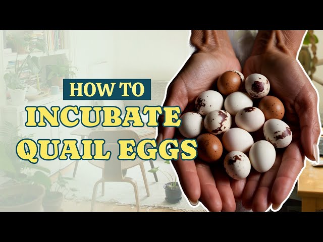 How to Incubate & Hatch Coturnix Quail Eggs - Complete Step by Step Guide 🥚🐥 Coturnix Quail Focus