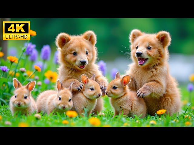 Lullabies Of The Wild – Adorable Baby Animals in 4K | Cradled by Soothing Melodies, Relaxing Music