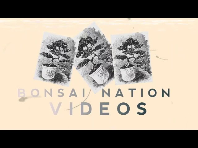 Bonsai Nation