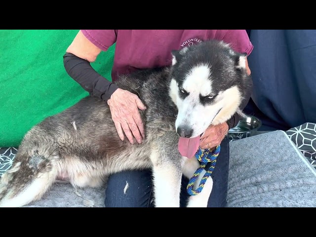 NEW! A5545098 Wally   | Siberian Husky