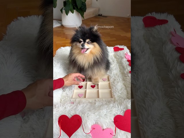 Smart dog plays tic tac toe with owner 🤯 #dog #pomeranian