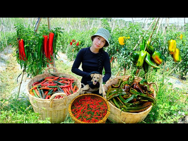 30 day Harvesting chili pepper,Bell pepper, Horn chili,... to Sell at Market | Dương Harvest