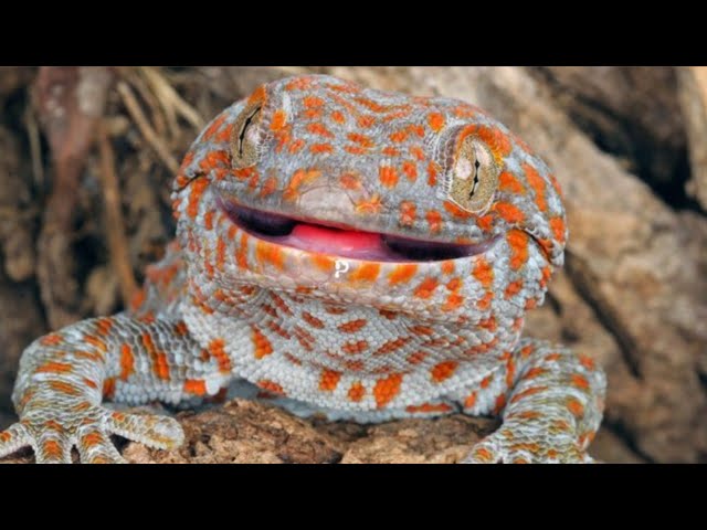 Suara Tokek Yang Keras Seram, Suara Tokek, Sound of Tokay Gecko, Tắc Kè, เสียงตุ๊กแก..ร้องน่ากลัว 14