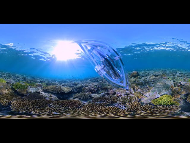 🌊🌊🌊🤿(VR)Coral reef Okinawa /西洲の海の様子