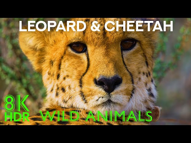 The Life of Leopards and Cheetahs - Incredible African Animals in 8K HDR - Wildlife Documentary Film