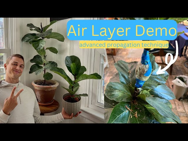 AIR LAYERING Tutorial Demonstrating on a Fiddle Leaf Fig - Complete Guide - Advanced Propagation