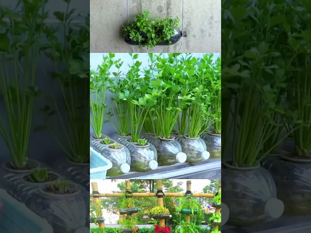 Easy coriander cultivation at home /YouTube shorts/reels videos