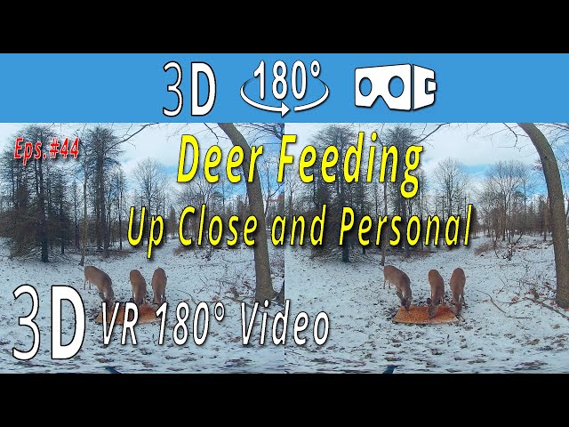 3D VR180° - Deer Feeding - Up Close and Personal