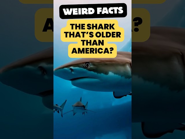 Which Shark Can Live 5 Times Longer Than A Human?  #shark #weirdfacts