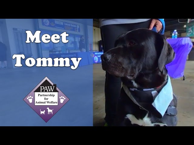 Meet Adoptable Diamond Dog Tommy from PAW 3D 180 VR