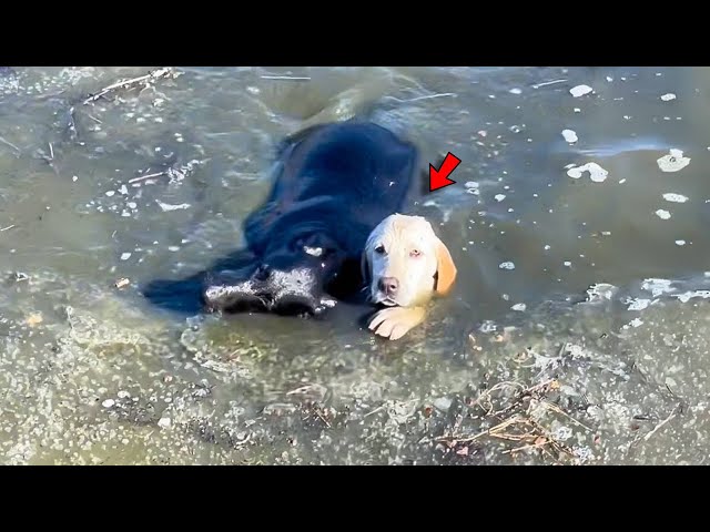 Woman Abandons Her Two Dogs To Drown, Then Man Does Something Shocking