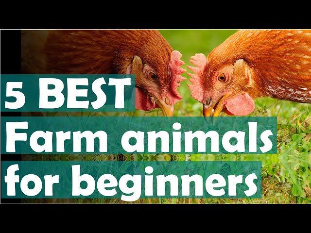 Easiest farm animals for beginners: Best animals for new homesteaders