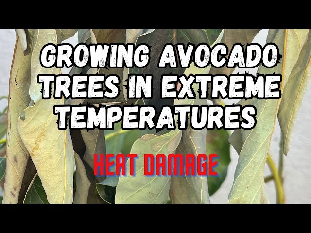 Avocado Trees - Mexican vs Guatemalan or Hybrid - This Type Grows Best in our Outrageous Summer Heat