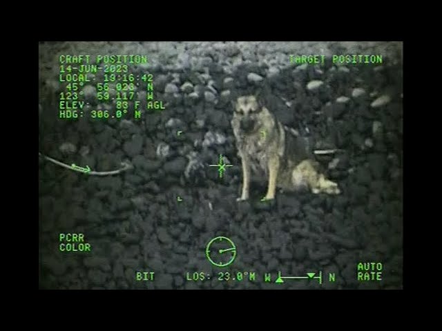 German Shepherd falls off cliff, rescued by Coast Guard