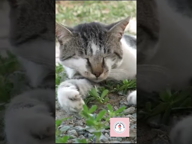 Cuteness Overload kitten playing in 🦗 جاذبية الزائد هريرة اللعب في 🦗 #shorts  #cutemeili