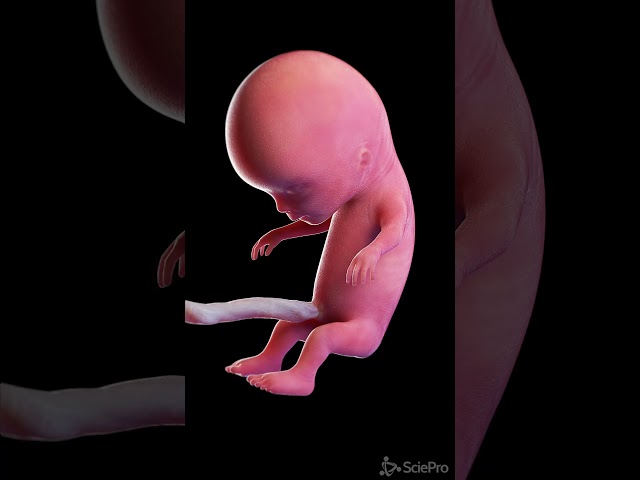 Development of a human fetus in 3d  #anatomy #meded #pregnancy