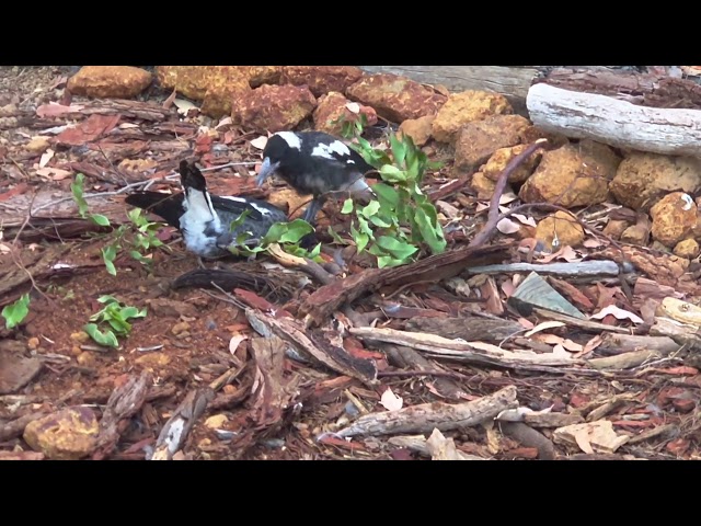 Baby Magpies Playing