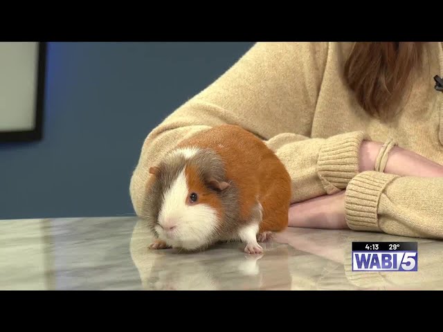 Furry Friends at 4: Nugget