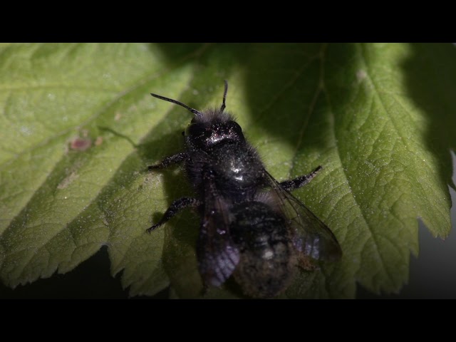 Meet the Gentle, Hardworking Mason Bee