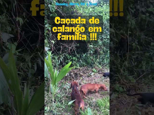 FAMÍLIA SCOOBY: CAÇADA EM FAMÍLIA !  #shorts #viral #shortsyoutube