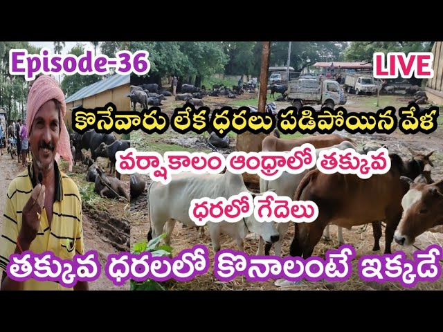 వర్షాకాలం ఆంధ్రాలో తక్కువ ధరలోPart-36/Buffaloes Cows Market/How Buffaloes Cows Market YouTube telugu