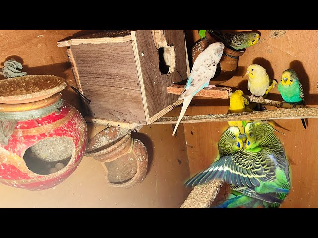 yah information mis mat karna//kese start karen budgies parrot palna #bhopalibirdslovers