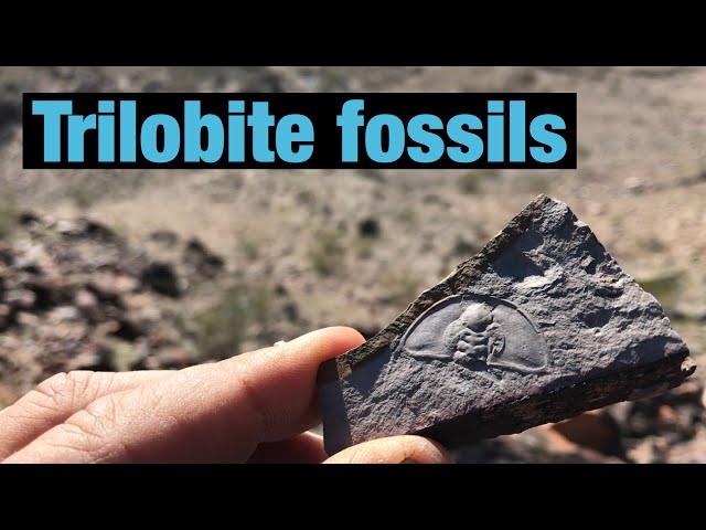 Finding Trilobite Fossils