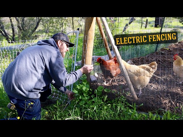 1ST TIME | Electric Poultry Netting Kit.