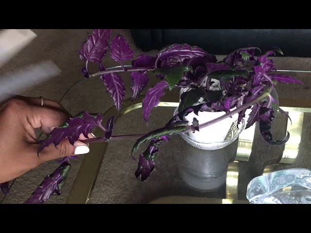 Velvet Vine Plant