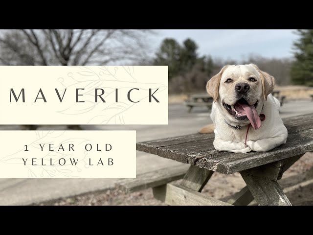 1yo Yellow Lab (Maverick) | Best Philadelphia Dog Trainers | Off Leash K9 Training Philadelphia