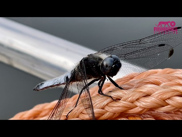 4k I Libelle - Mecklenburger Seenplatte bei Mirow (Mecklenburg-Vorpommern), 28.6.21