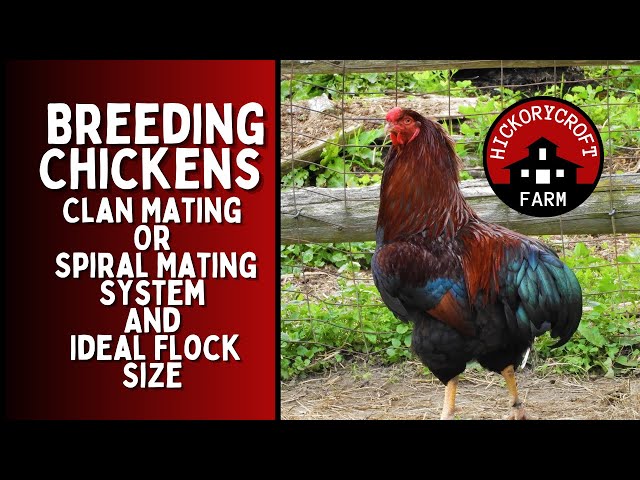 Clan Mating Or Spiral Mating System And Ideal Flock Size For A Sustainable Chicken Flock