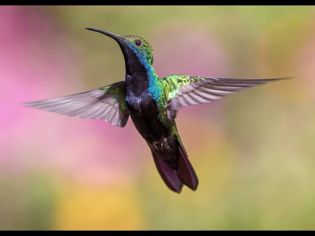 😌😌 😌RELAJANTES 🔊 Sonidos de la Naturaleza 🍃🍃 con 🦜🦜 Pájaros 🦜🦜 y Rios # 1 👌👌👌 ✔️