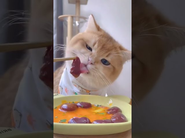 [Cat ASMR] Funny Cat Eating Food so cute ASMR Sound (Bé Mèo Ăn Thức)