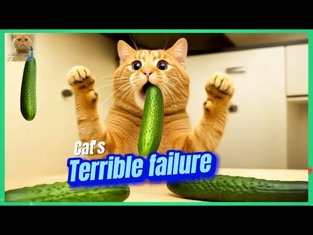 Hilarious Cat Fails Compilation - Funny DIY Toy Mishaps & Daily Clumsiness Part 1