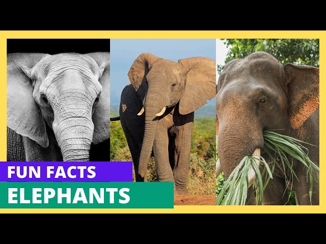 Mind Blowing Elephant Facts You Won’t Believe!