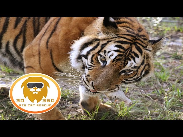 Tiger's Bone Crunching Breakfast in 3D 180VR