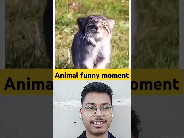 Animal funny moment 🔥🔥🔥🔥 #shorts #funny #animal #moment