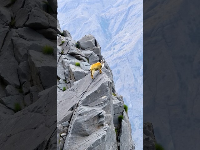 Goats🧗‍♀️climbing clips04 #shortvideo #climbing #mountains #love #viralshorts