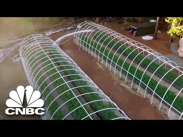 Black Market Marijuana: Why Weed Grows Better In California | American Vice | CNBC Prime