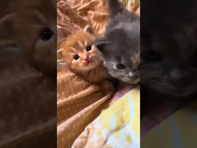 Cute Kitty Cats 🥺😻 #kittenvideos #kitty #cutekitty