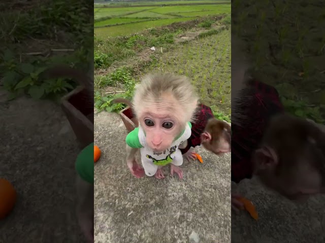 Bibi and Vali fight over milk🥰