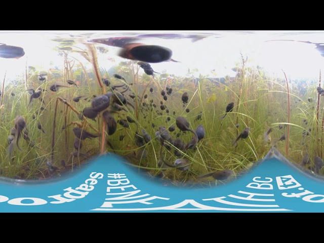 March of the tadpoles - 360 video