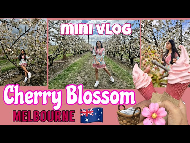 Cherry Blossom in Melbourne 🍒| එන්න යන්න අපිත් එක්ක වටයක් 🚙 | Sinhala Mini Vlogs | One Day Trip 💃🍒📍