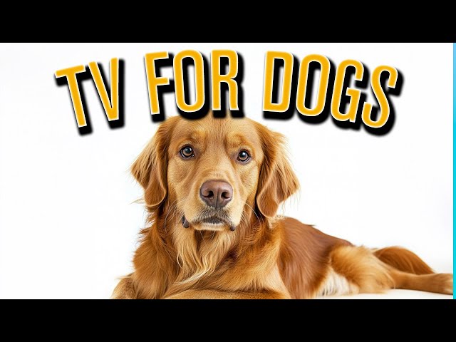 FUN and RELAXING Video Adventures for Dogs to Watch at Home: Stop Boredom in its Tracks!