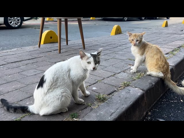 Cat lovers feed cats on the street. The cats see me and circle around me excitedly..